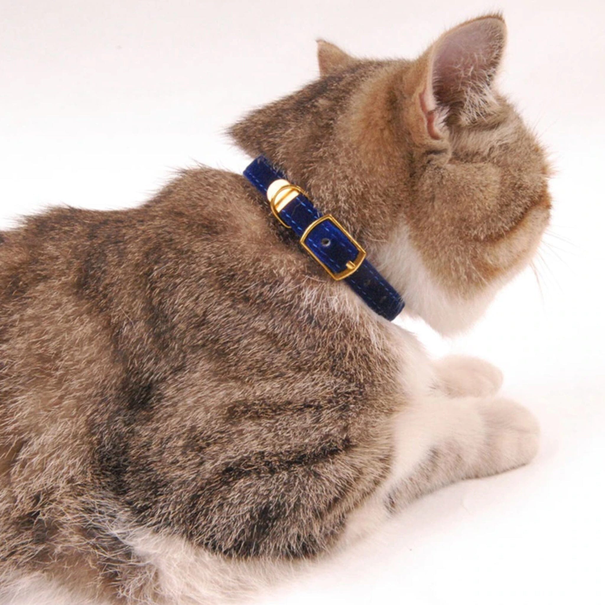 Petal Paws Collar Collar USAdrop 