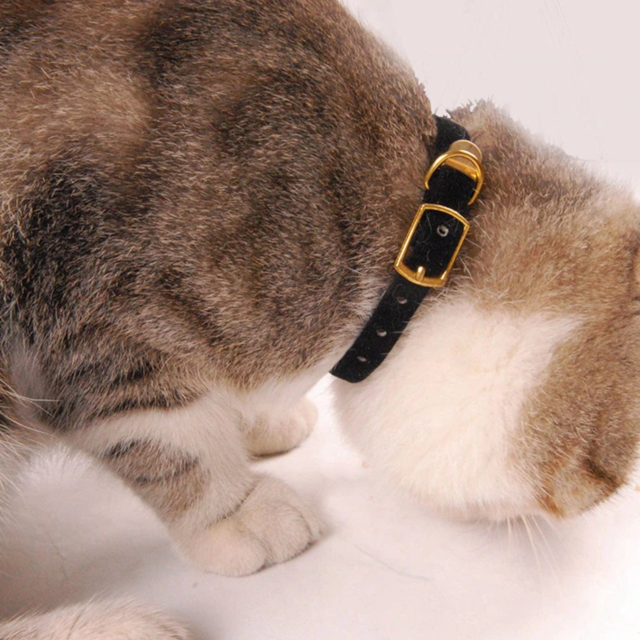 Petal Paws Collar Collar USAdrop 