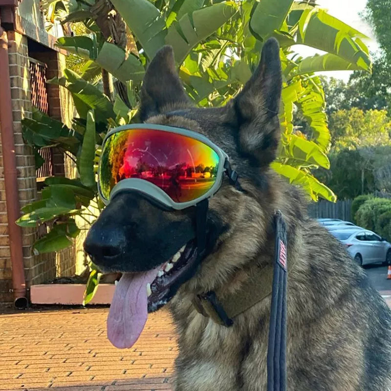 Fashion Pup Shades