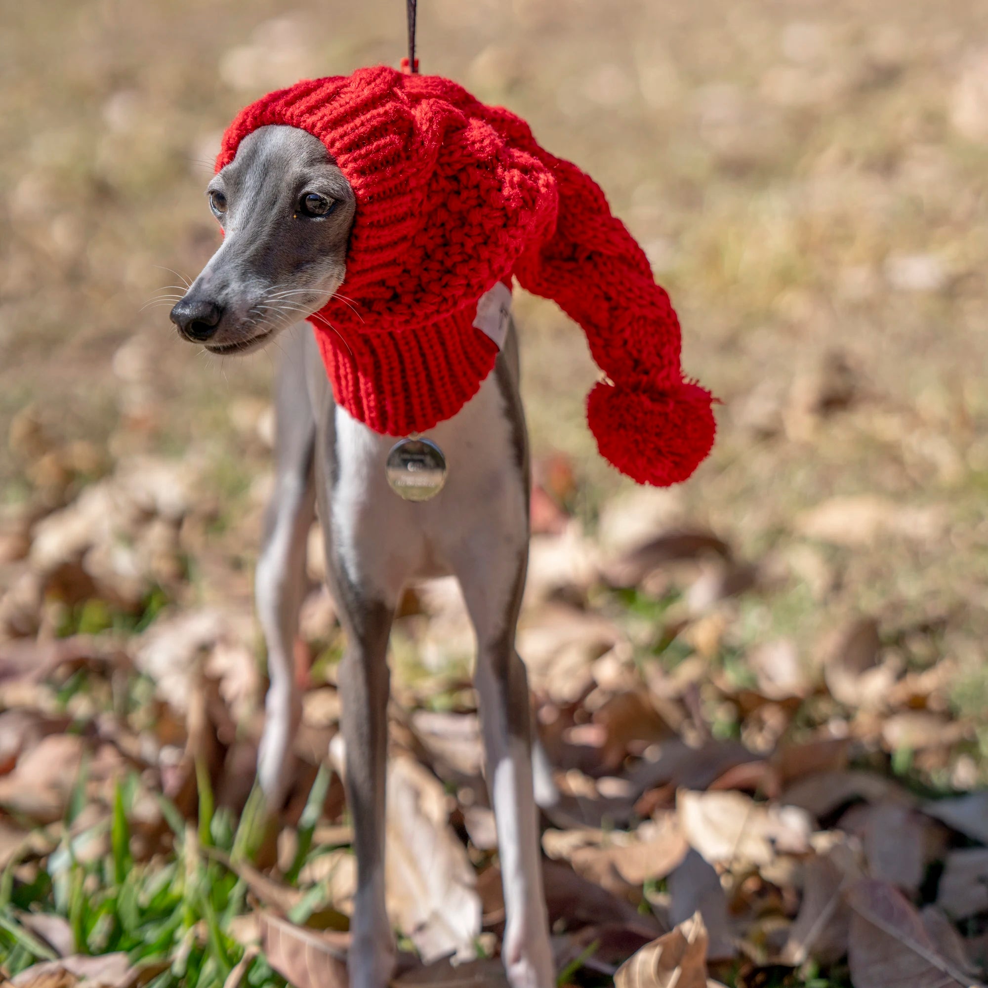 Festive Furball Beanie