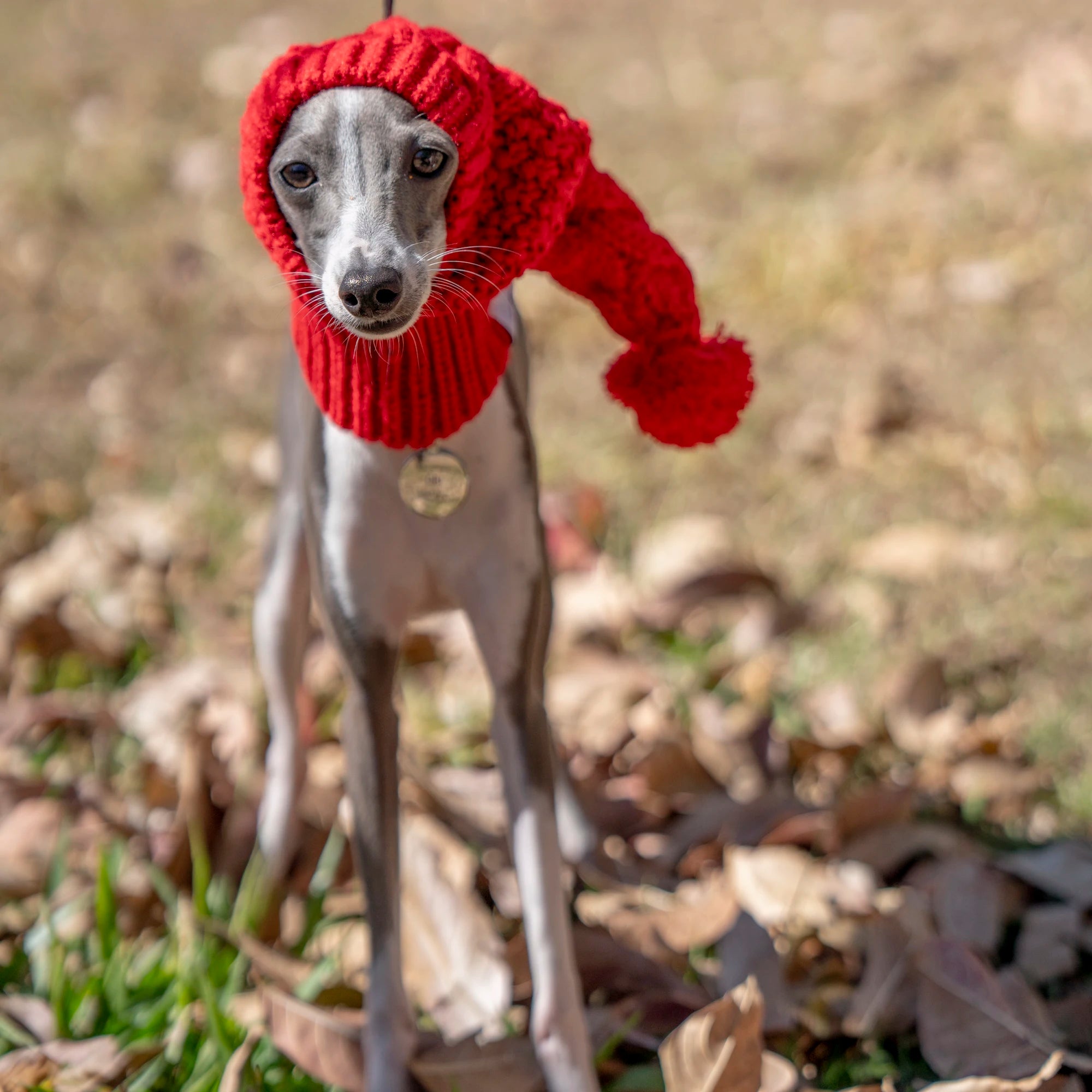 Festive Furball Beanie Dog Clothing Luxe Pet Store 