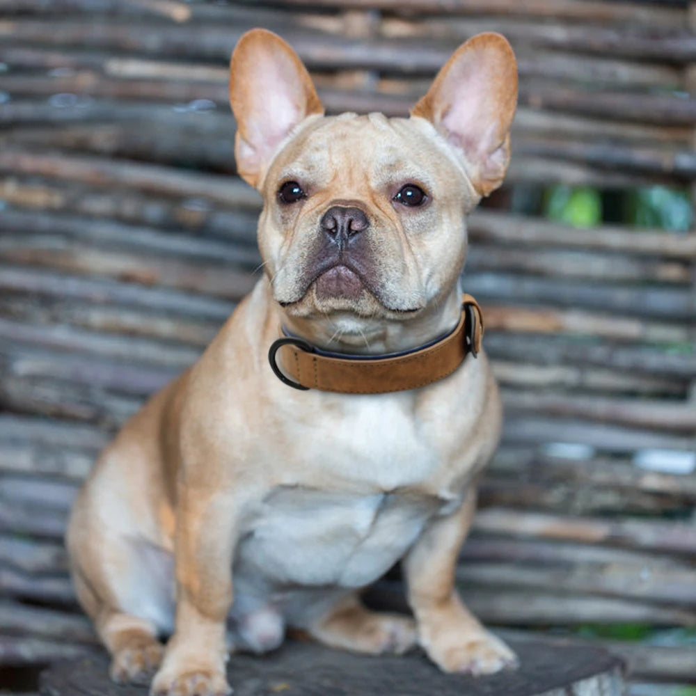 Leather Dog Collar