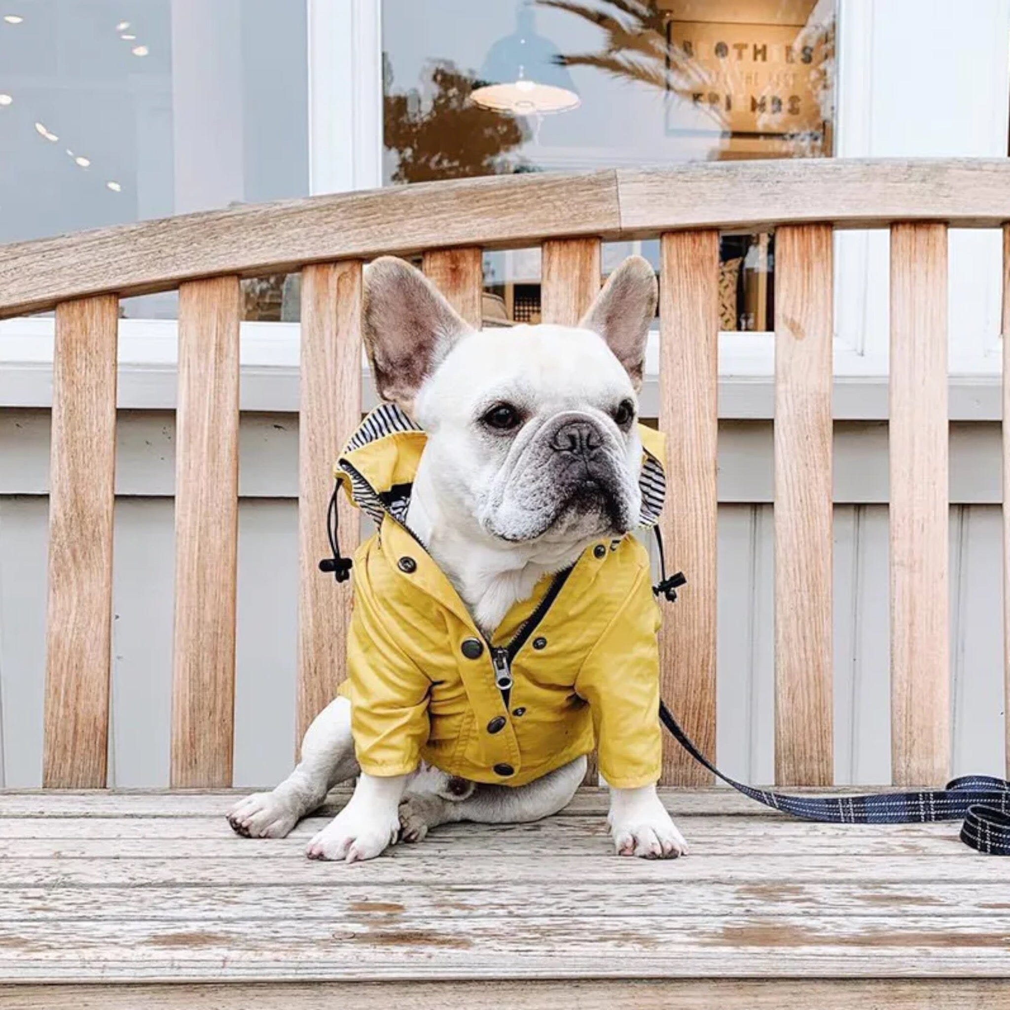 Trendy Raincoat Dog Clothing USAdrop 