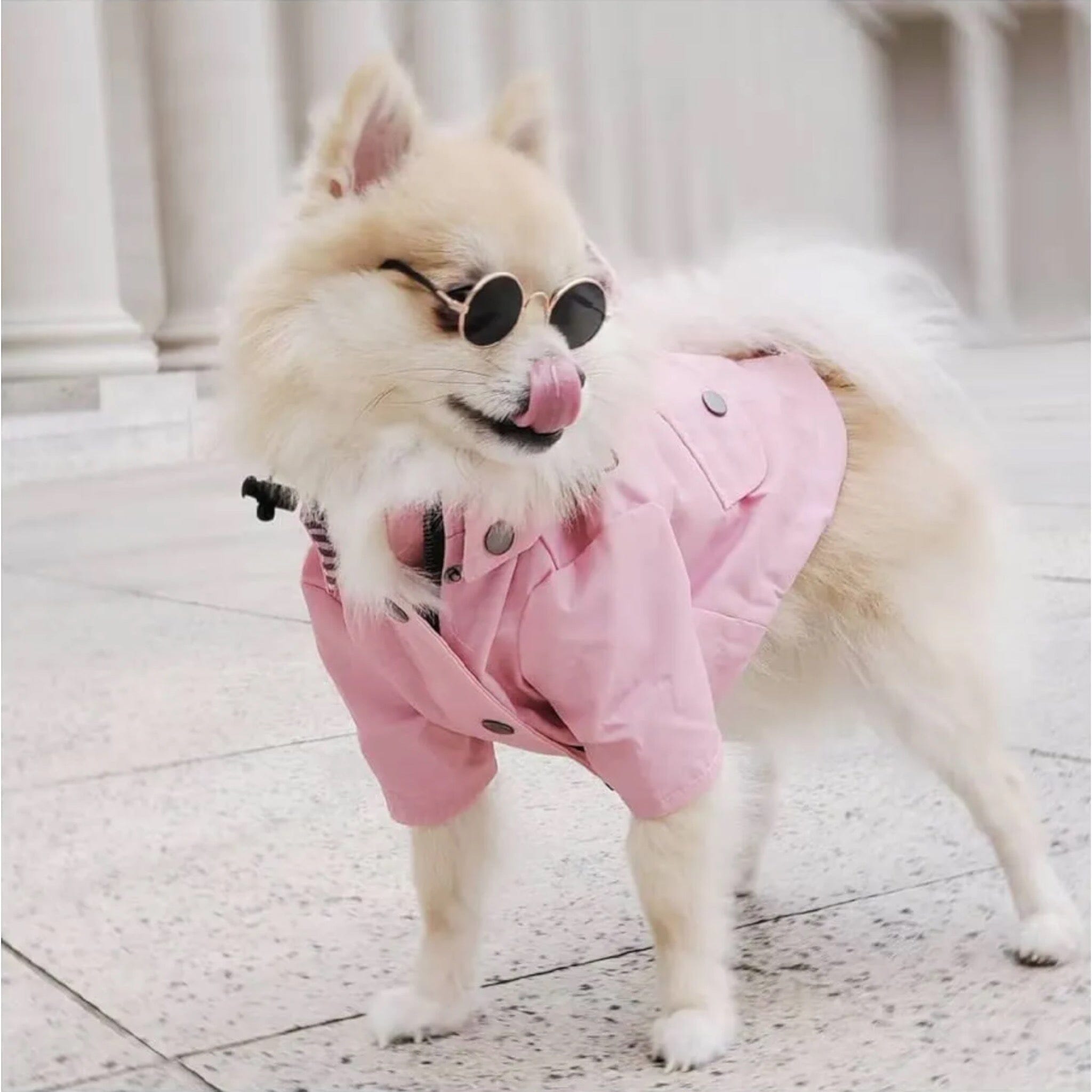 Trendy Raincoat Dog Clothing USAdrop 