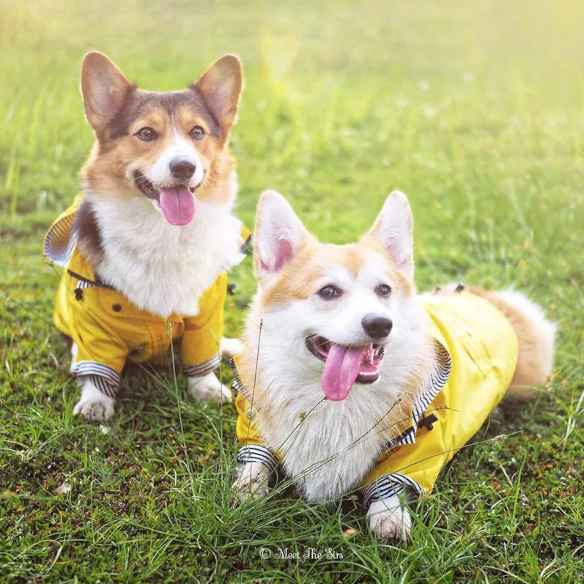 Trendy Raincoat Dog Clothing USAdrop 