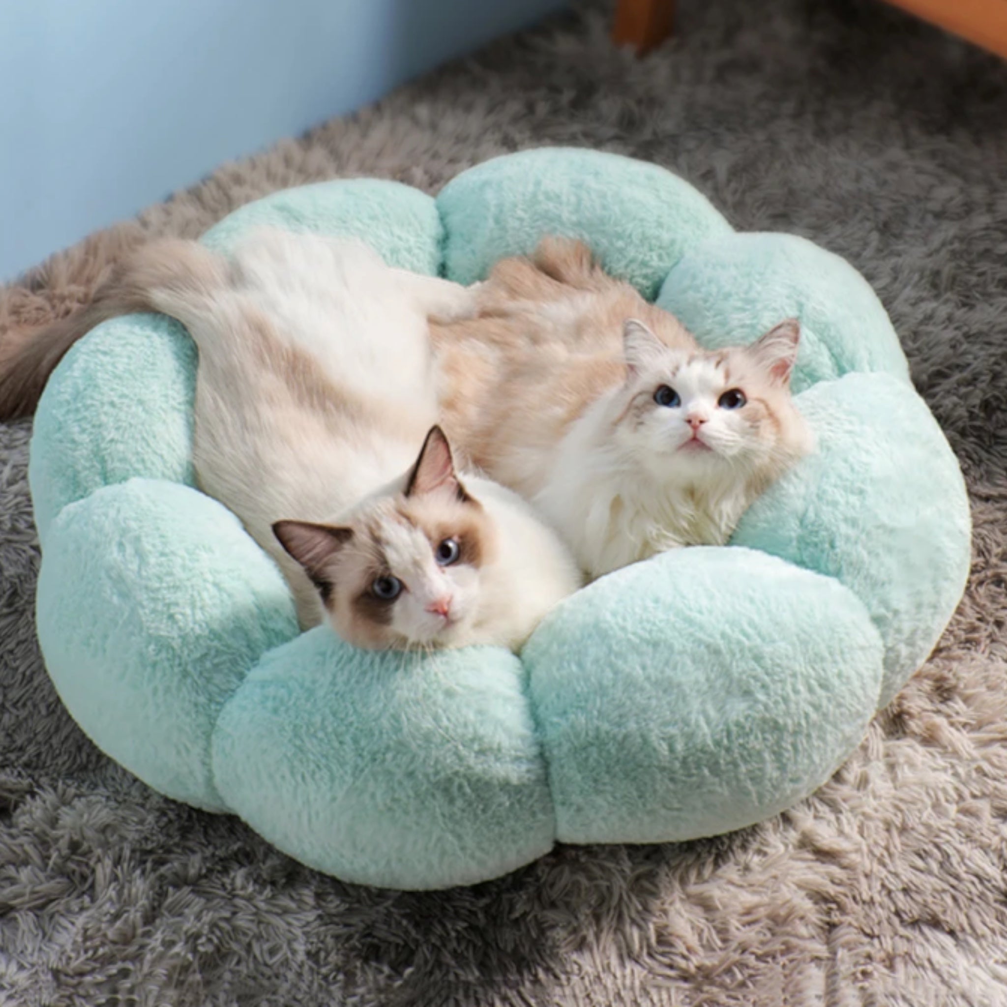 Blossom Nest Cat Bed Cat Bed Luxe Pet Store Mint S 