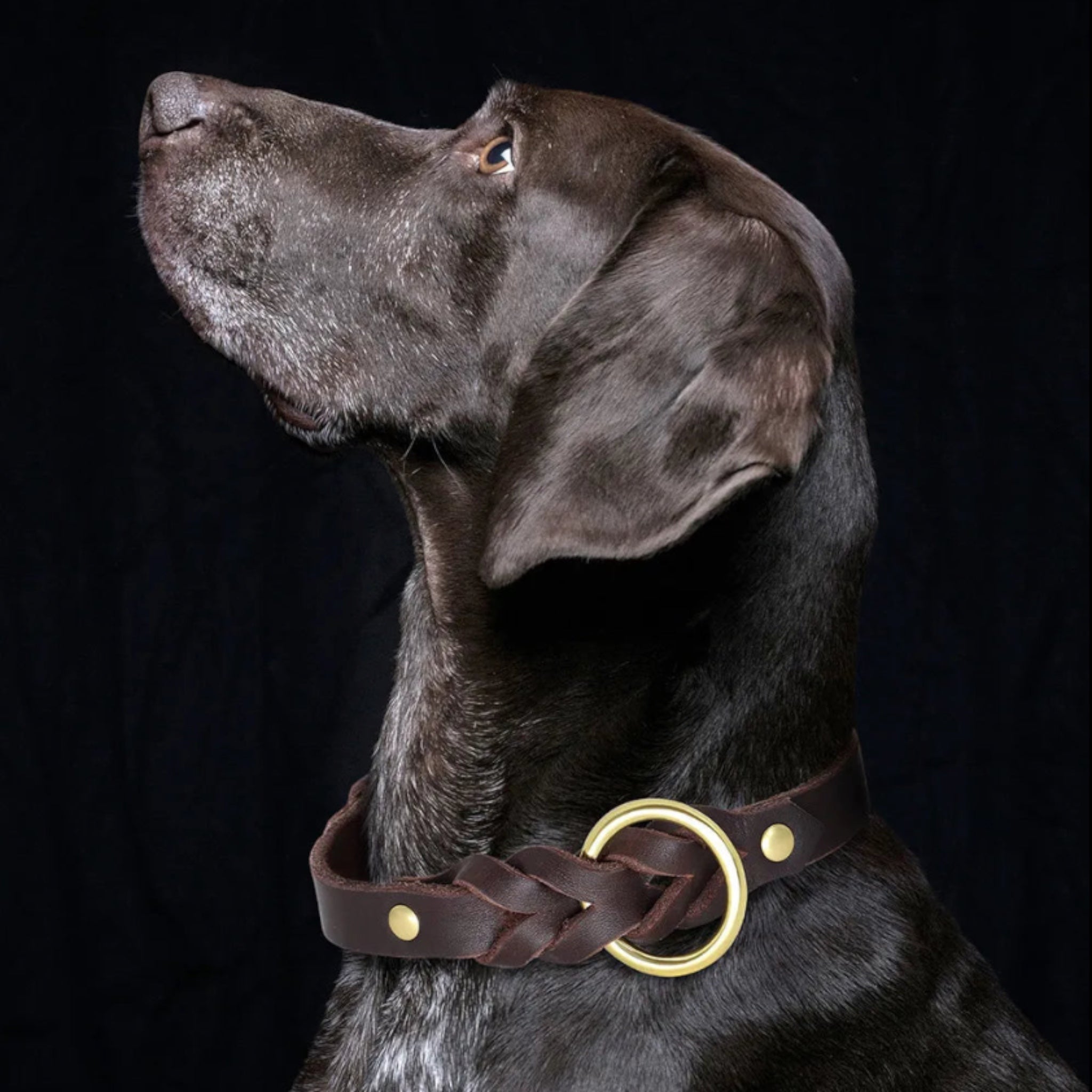 Luxe Paws Braided Leather Set Collar Luxe Pet Store 