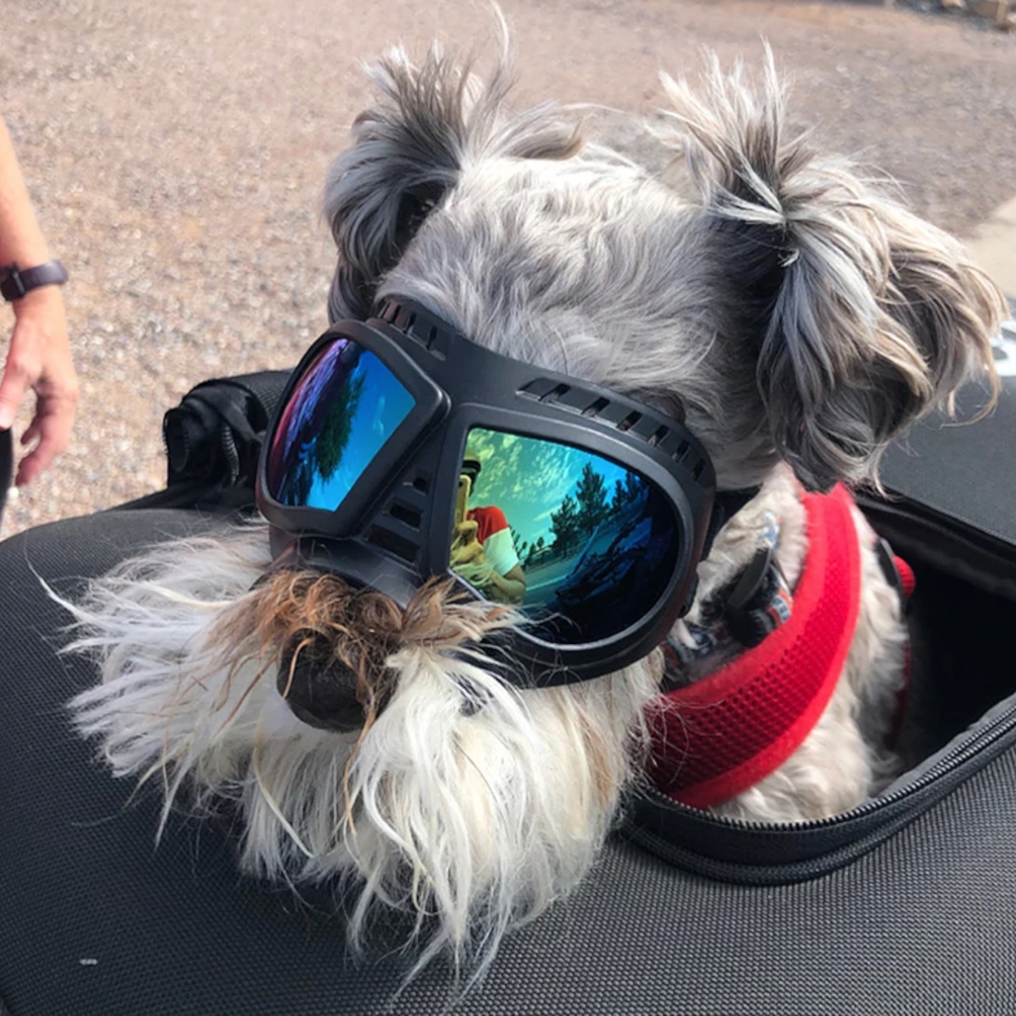 Perfect Shade Pup Goggles Dog glasses Luxe Pet Store 