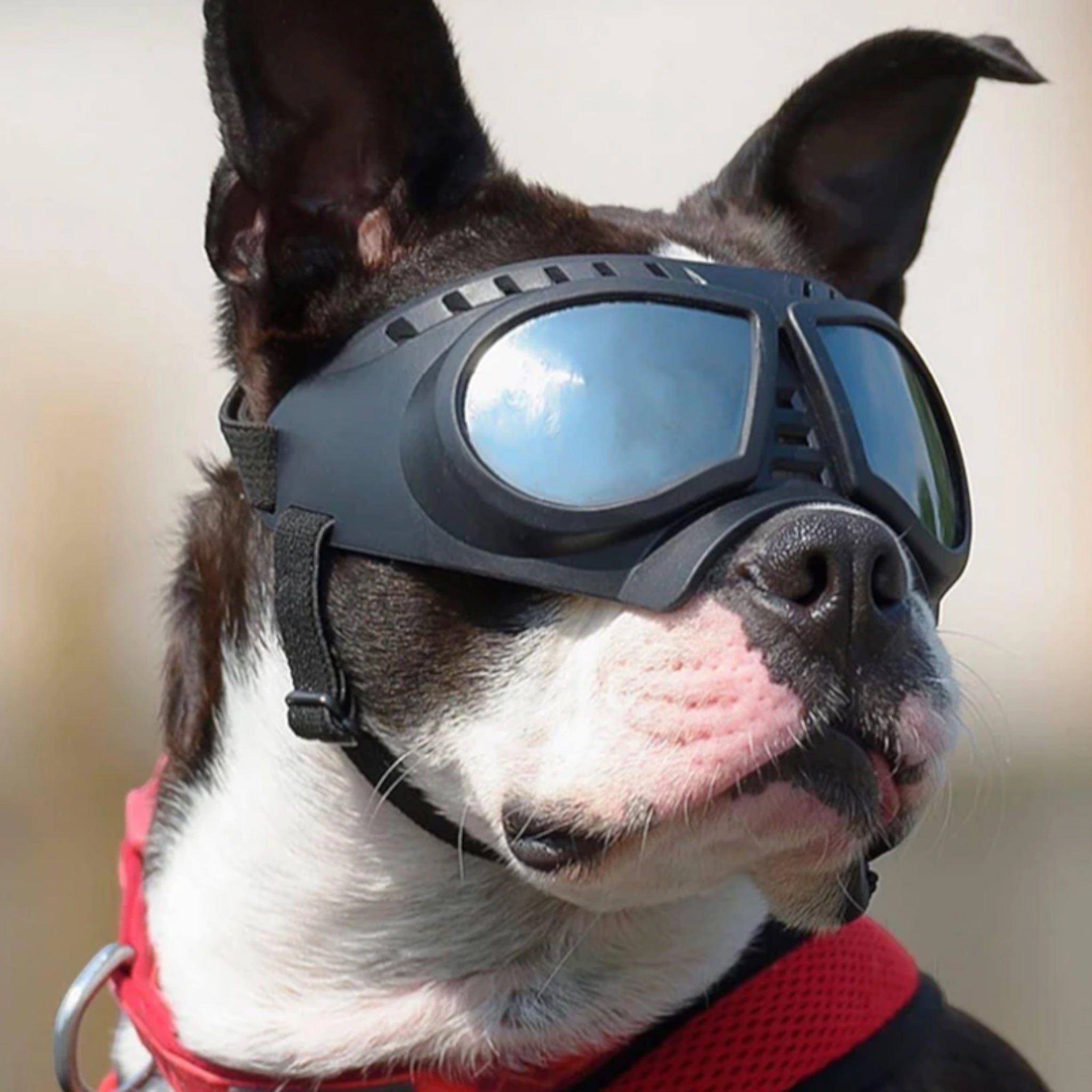 Perfect Shade Pup Goggles