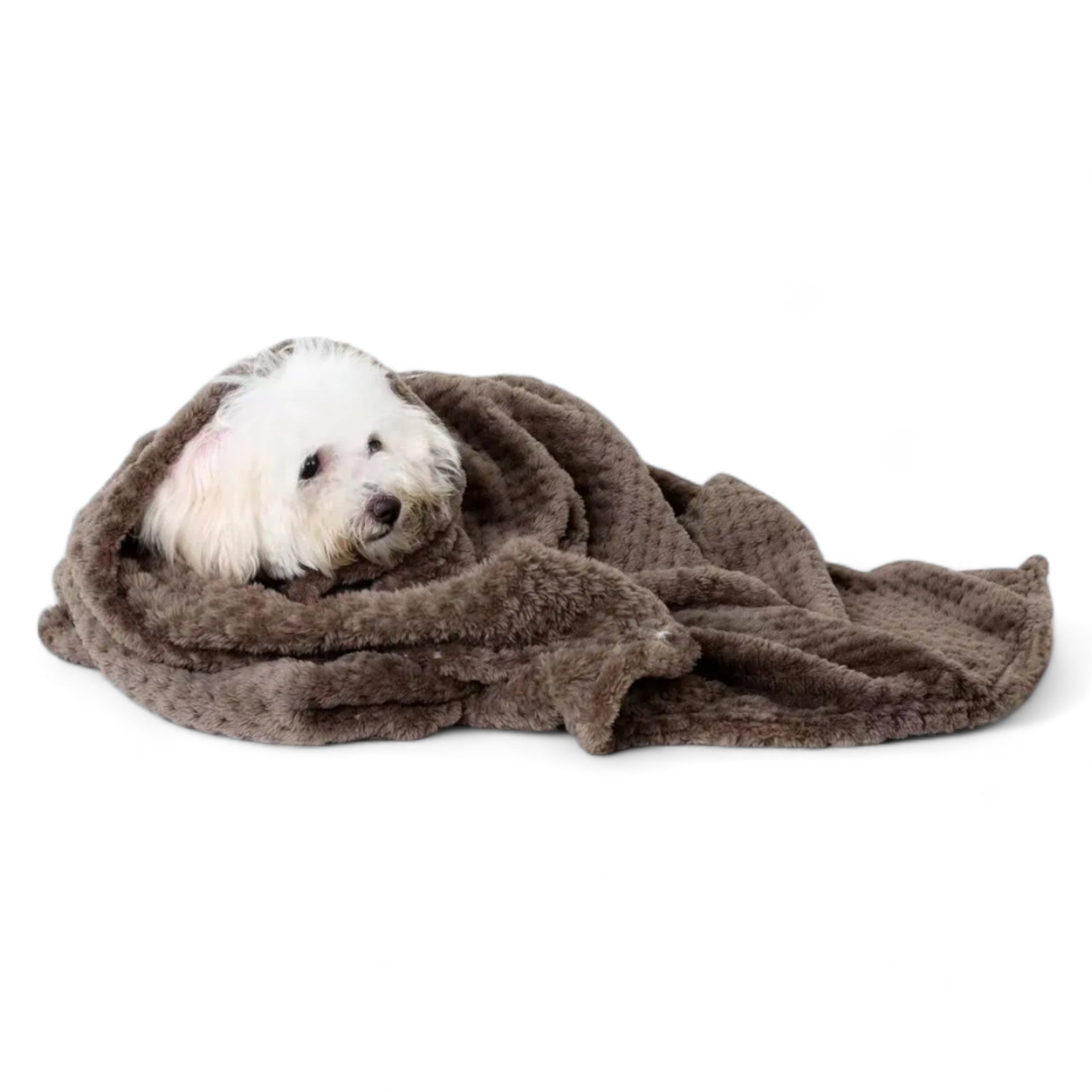 Spring Blanket Dog Clothing Luxe Pet Store 