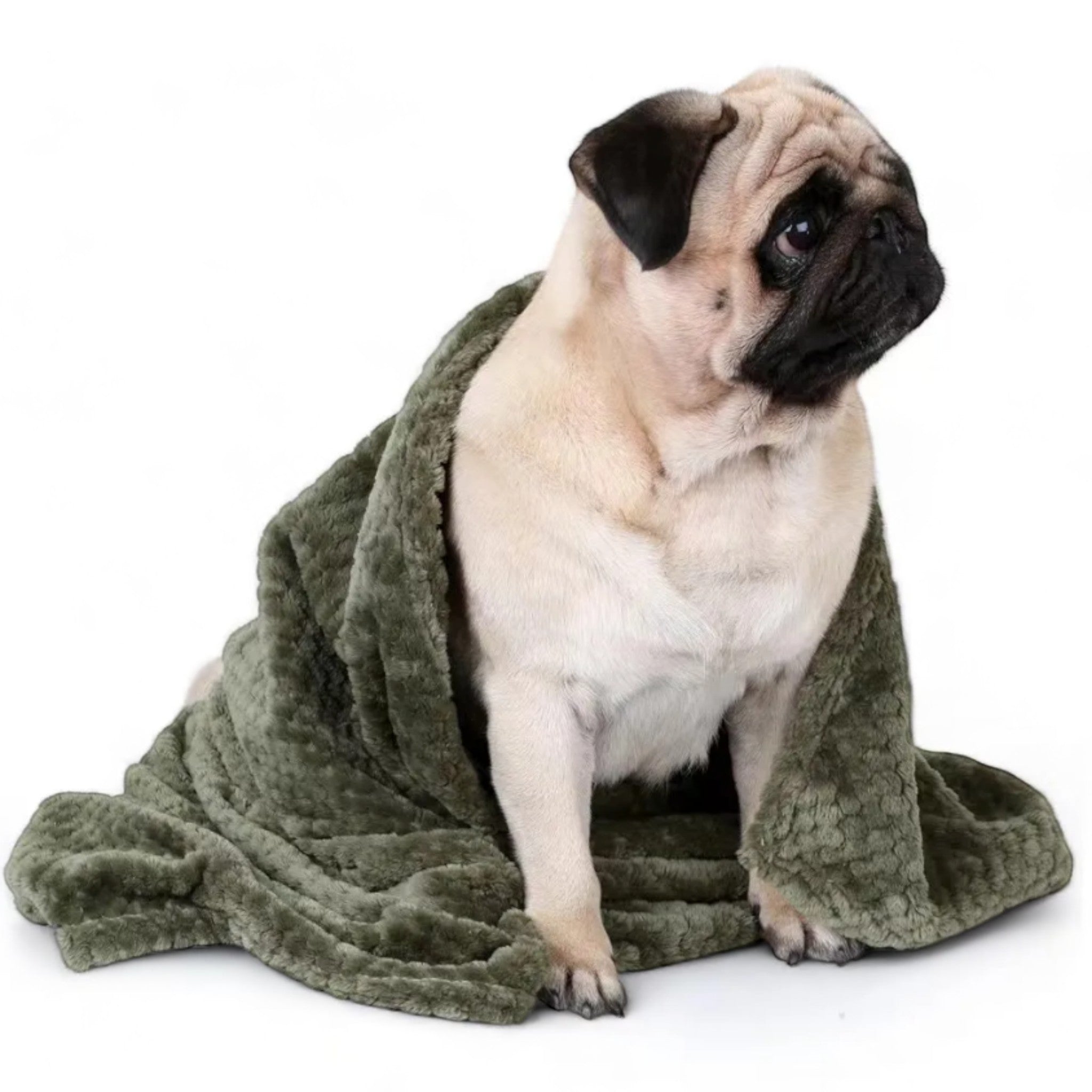 Spring Blanket Dog Clothing Luxe Pet Store 