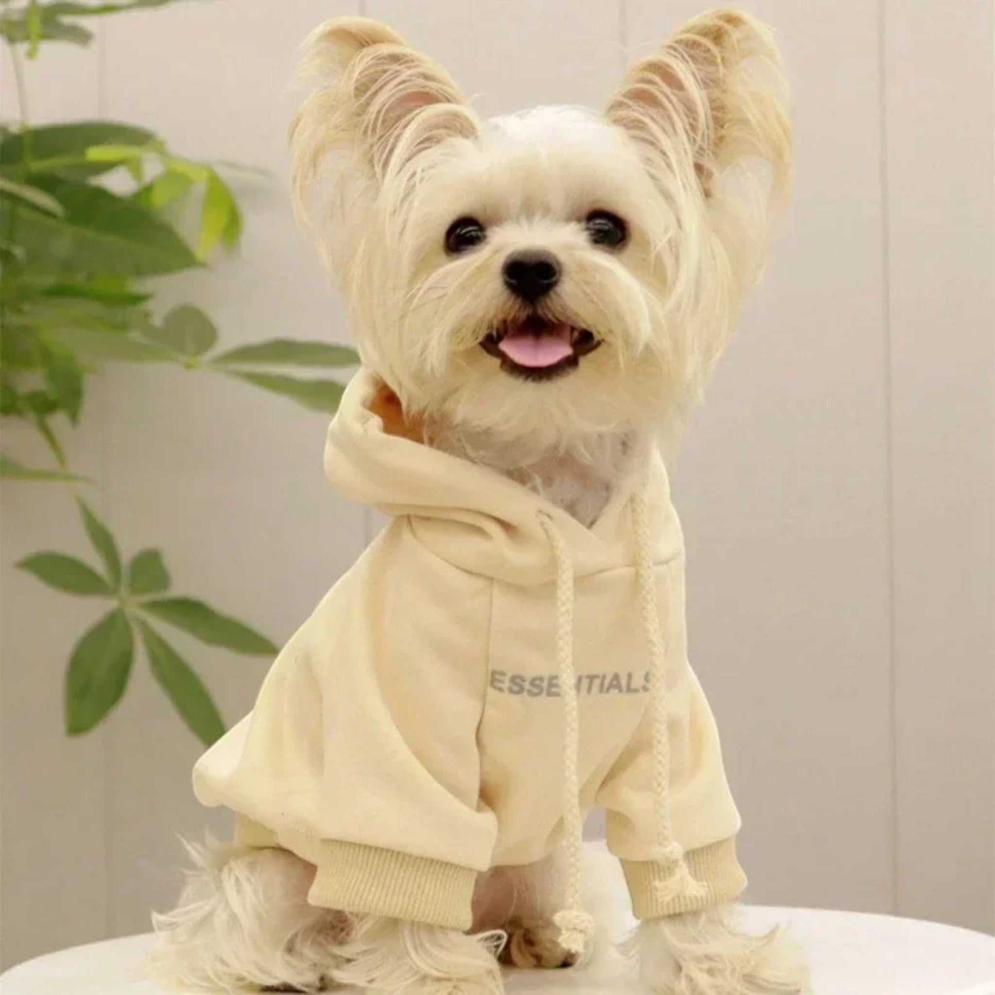 Essentials Hoodie Luxe Pet Store Yellow S 