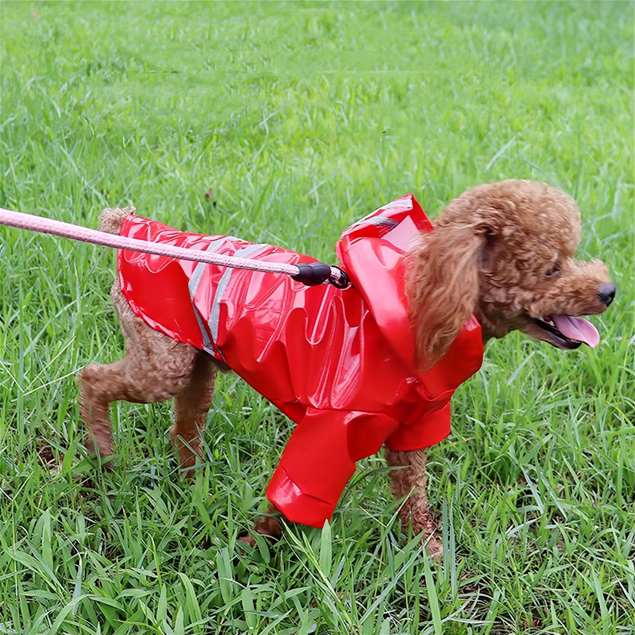 Rain Guard Luxe Pet Store 