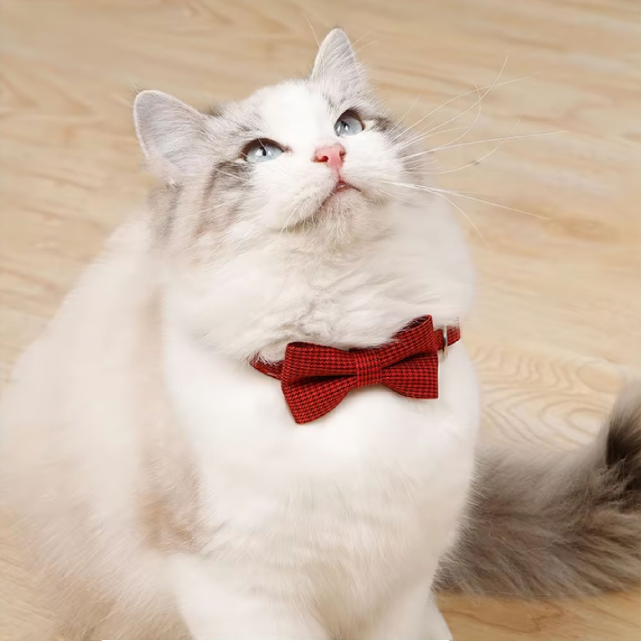 Kitty Bow Tie Luxe Pet Store | Tiny. Pure. Love. 