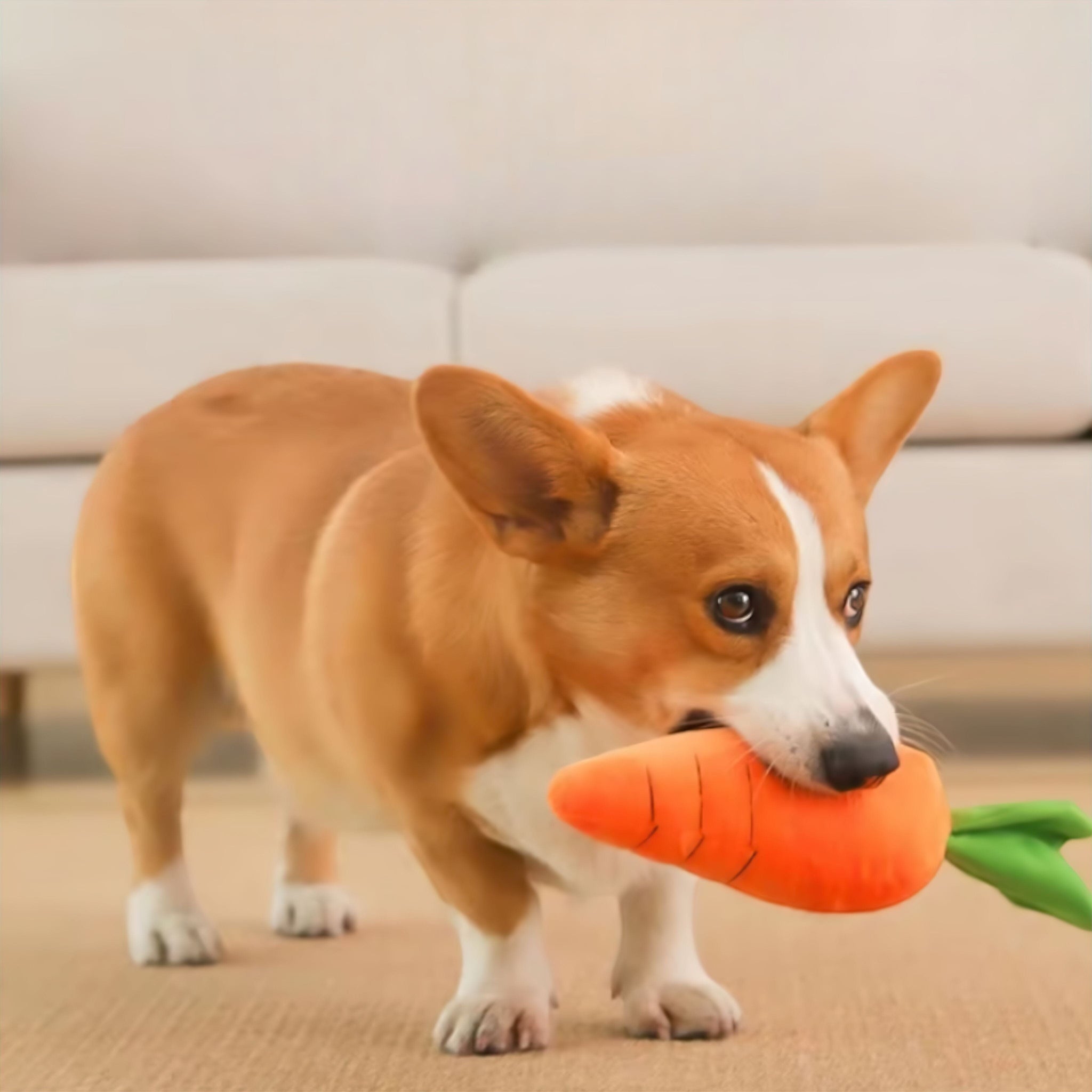 Paw Carrot Plush Luxe Pet Store | Tiny. Pure. Love. 