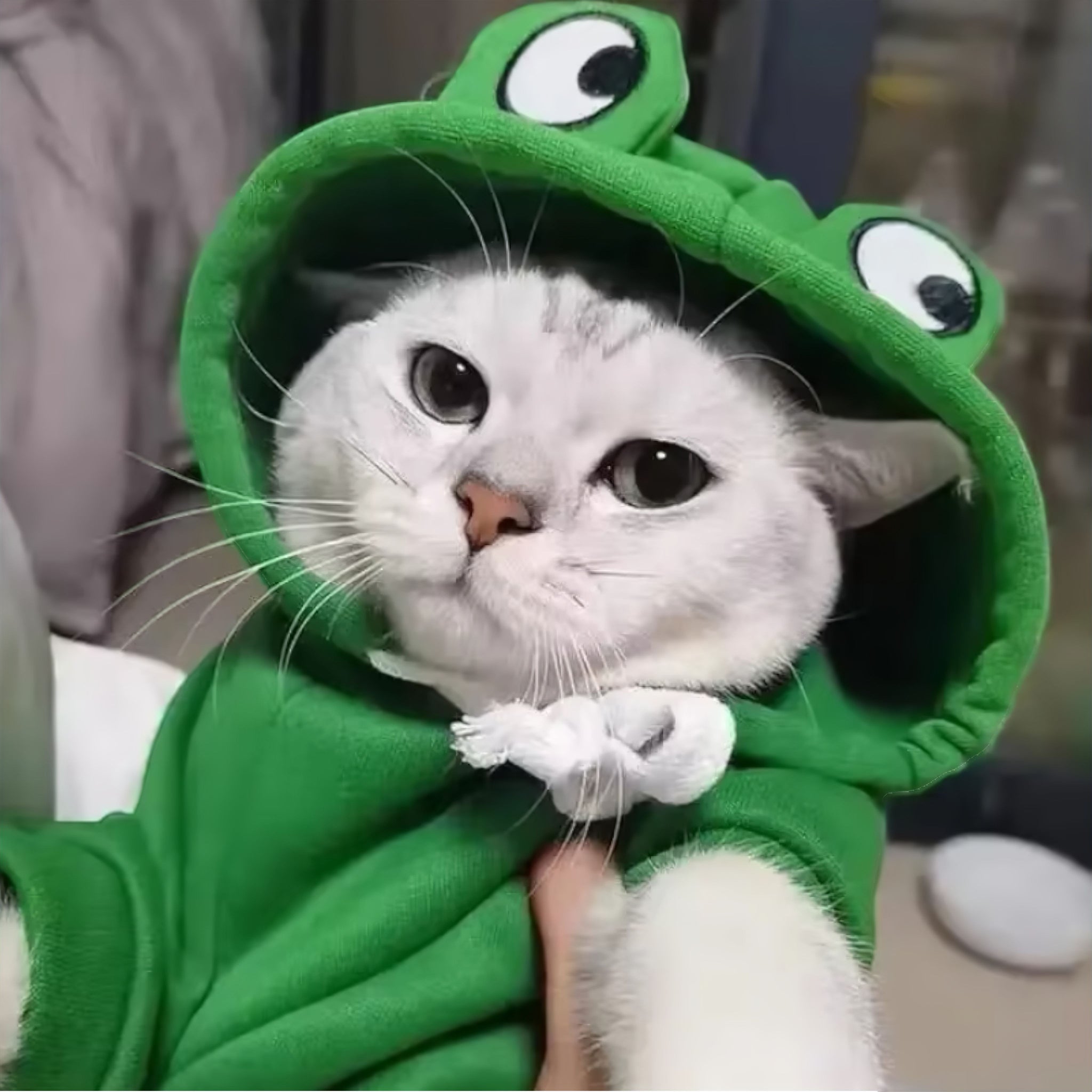 Frog Pet Hoodie