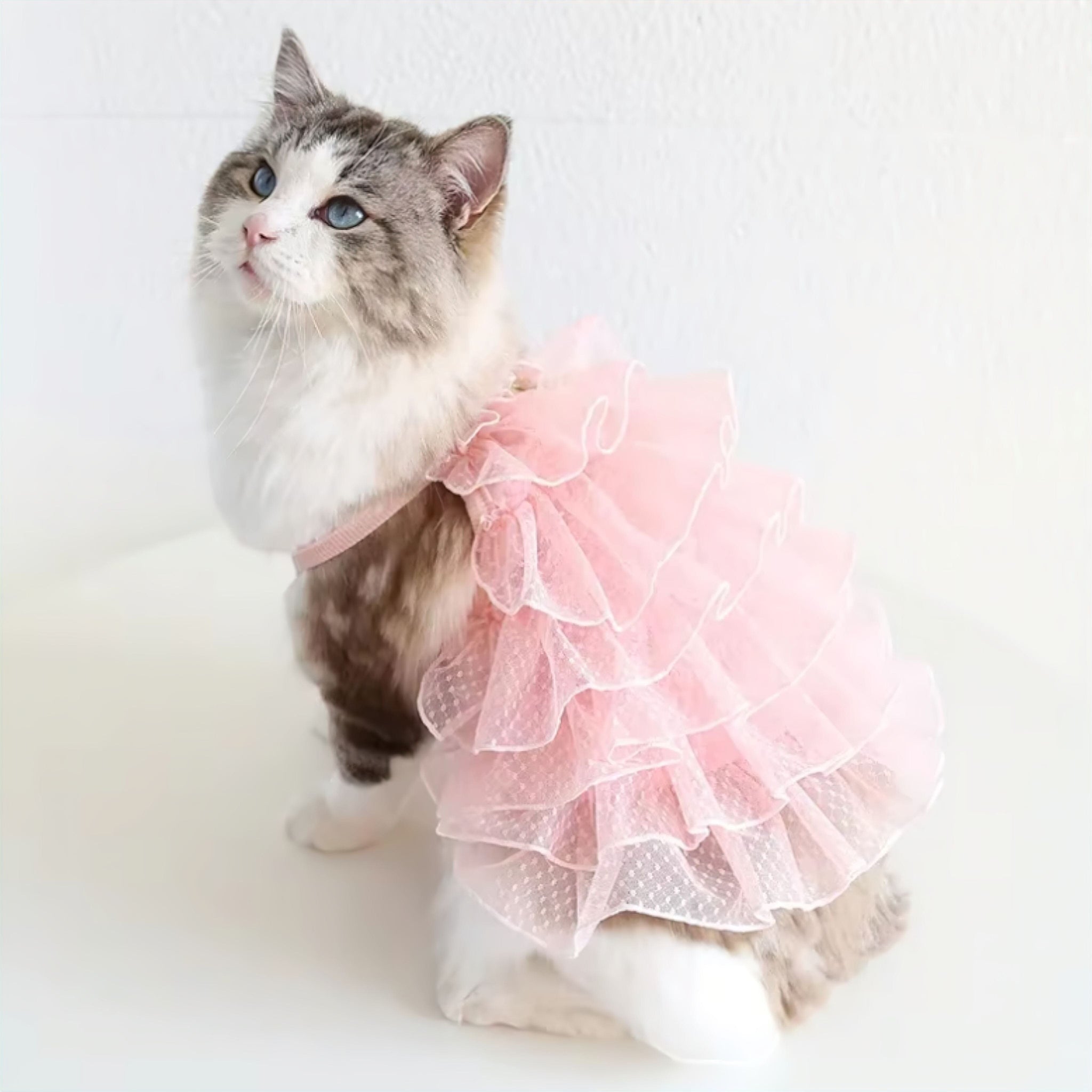 Starry Pet Dress Luxe Pet Store | Tiny. Pure. Love. 