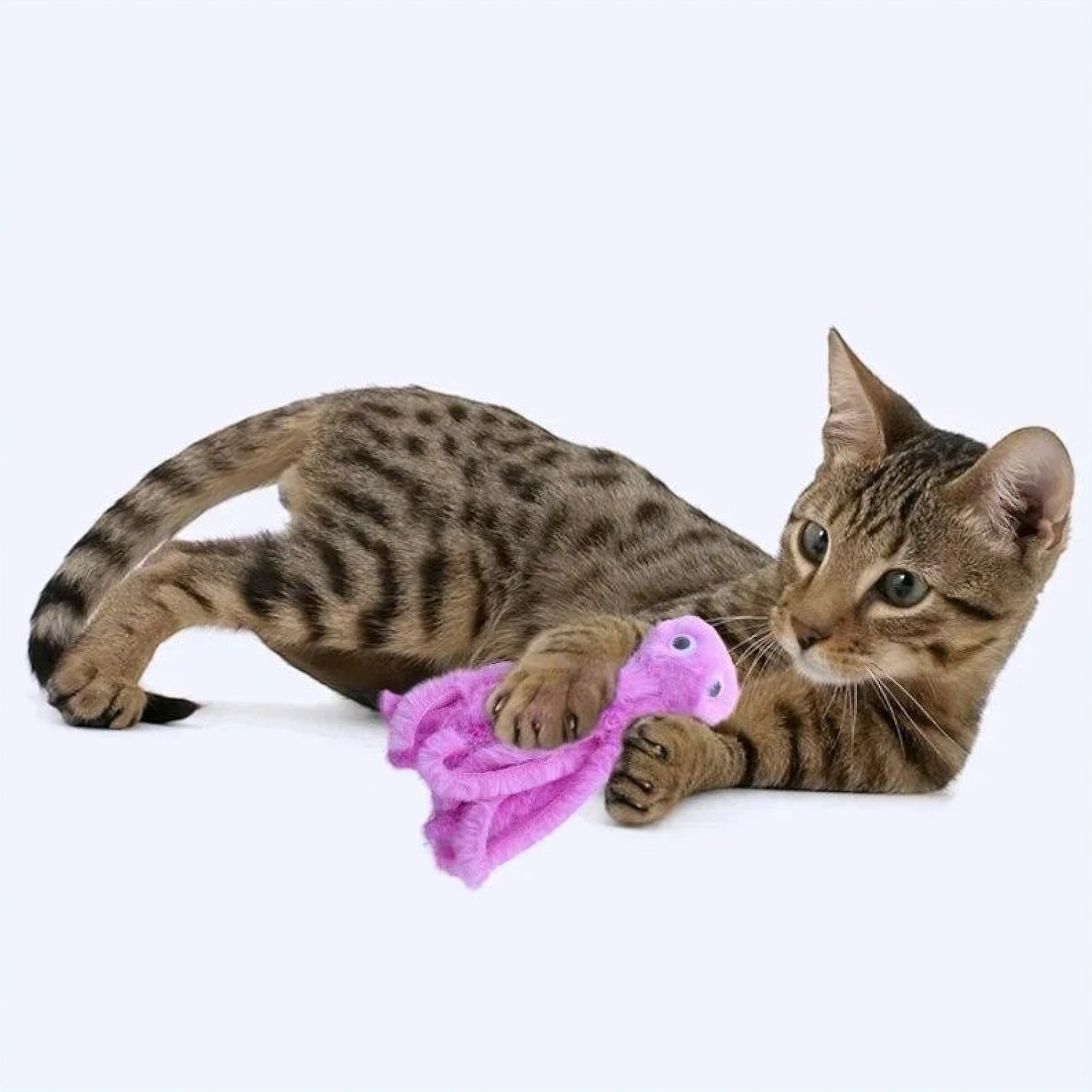 Playful Kitty Toy (JS) display image updated Luxe Pet Store | Tiny. Pure. Love. 