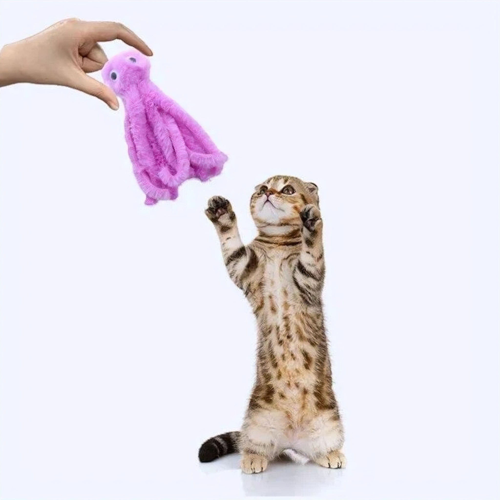 Playful Kitty Toy (JS) display image updated Luxe Pet Store | Tiny. Pure. Love. 