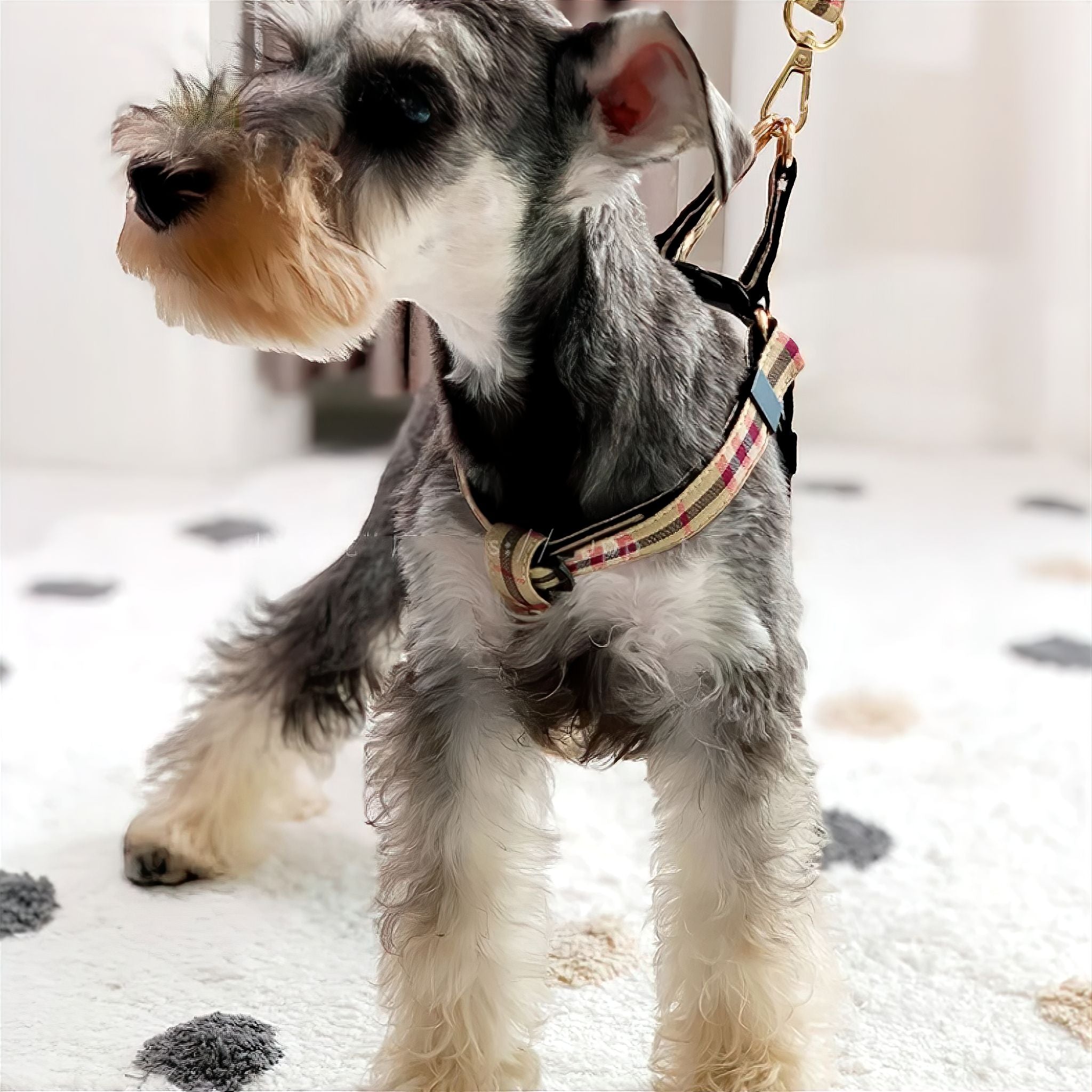 Plaid Harness Pet Collar Luxe Pet Store 