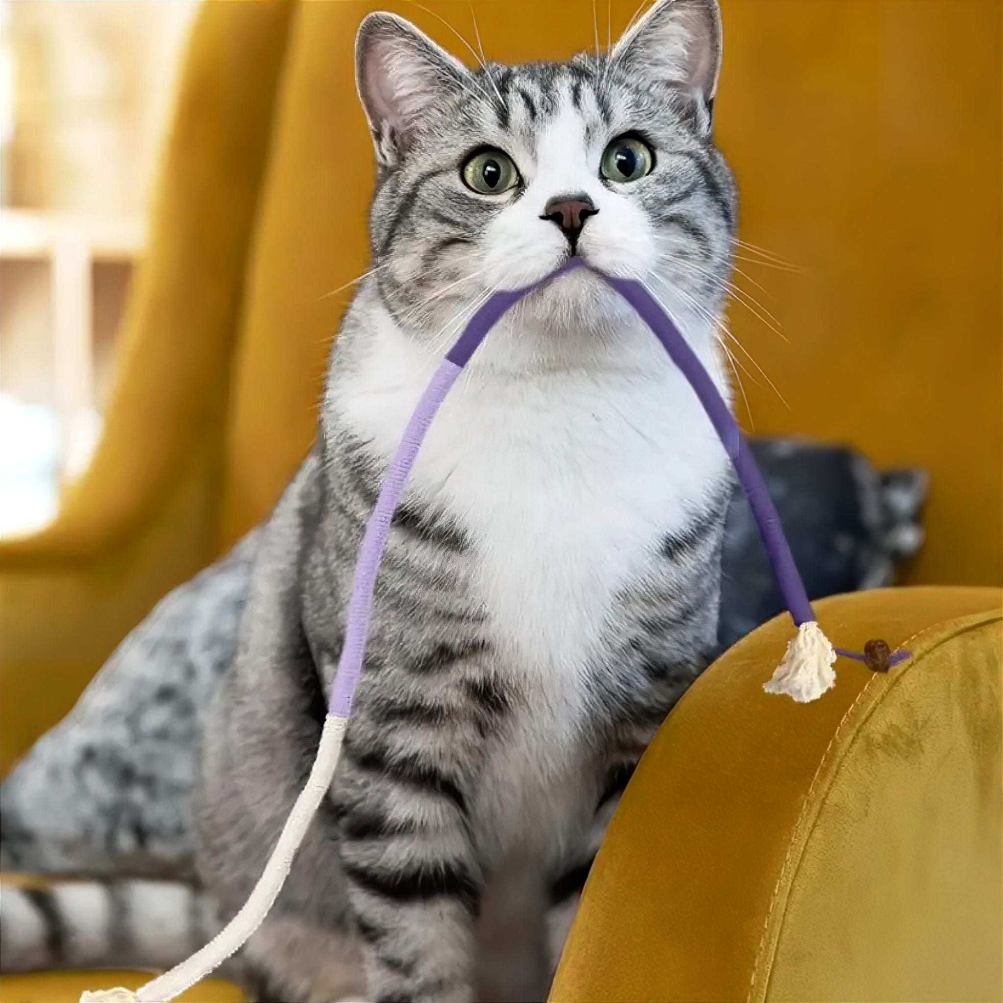 Kitty Rope