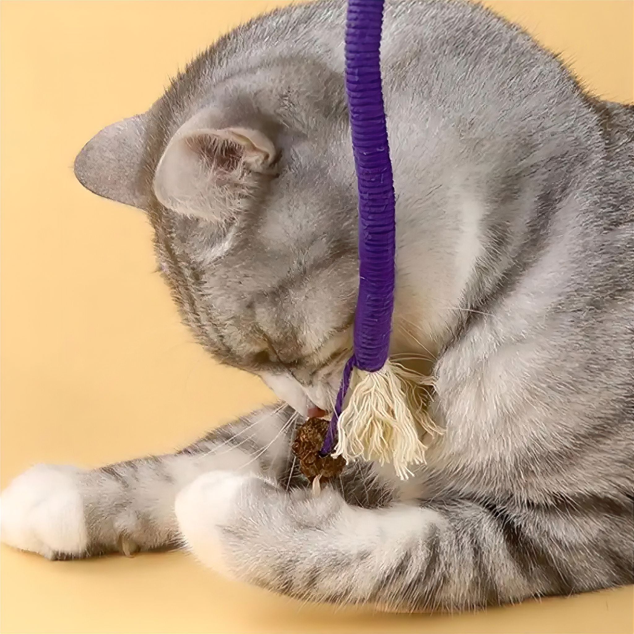 Kitty Rope