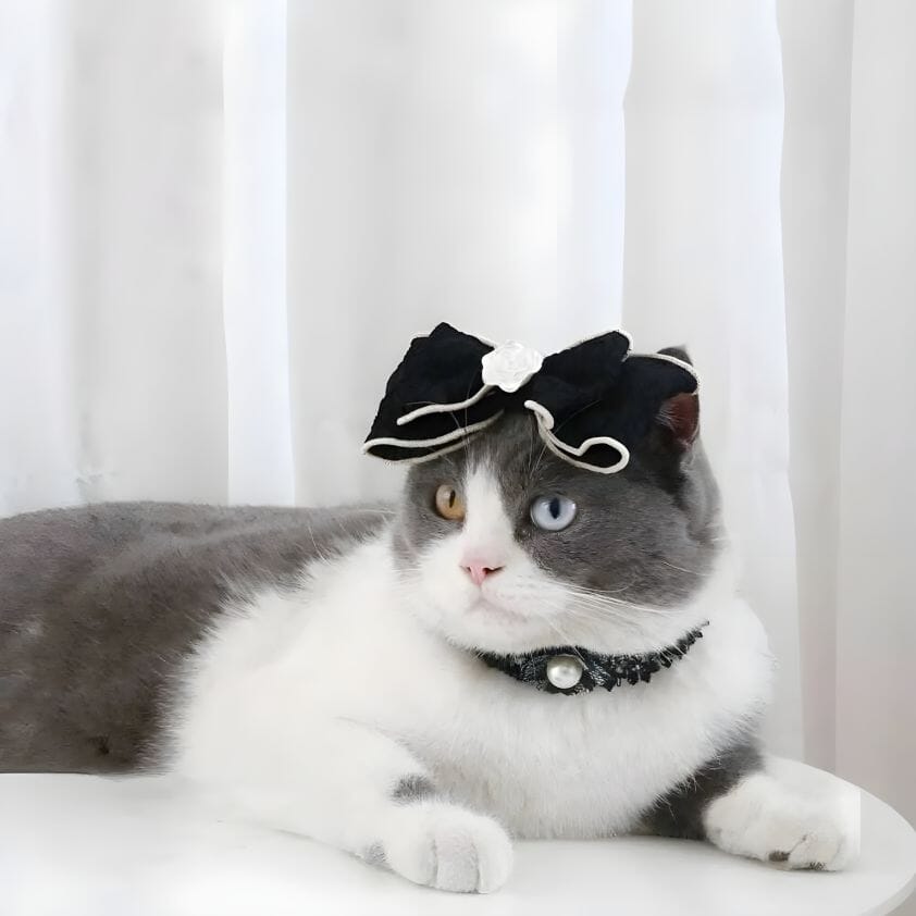 Purrfect Kitty Hair Band Cat Clothing USAdrop 