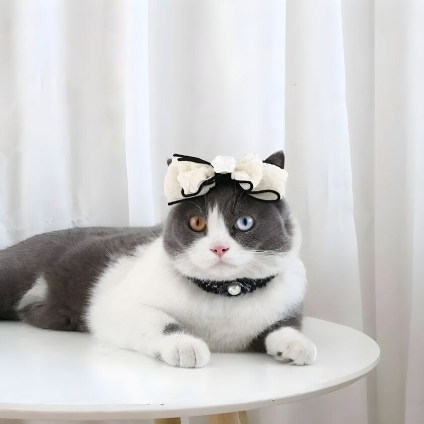 Purrfect Kitty Hair Band Cat Clothing USAdrop 