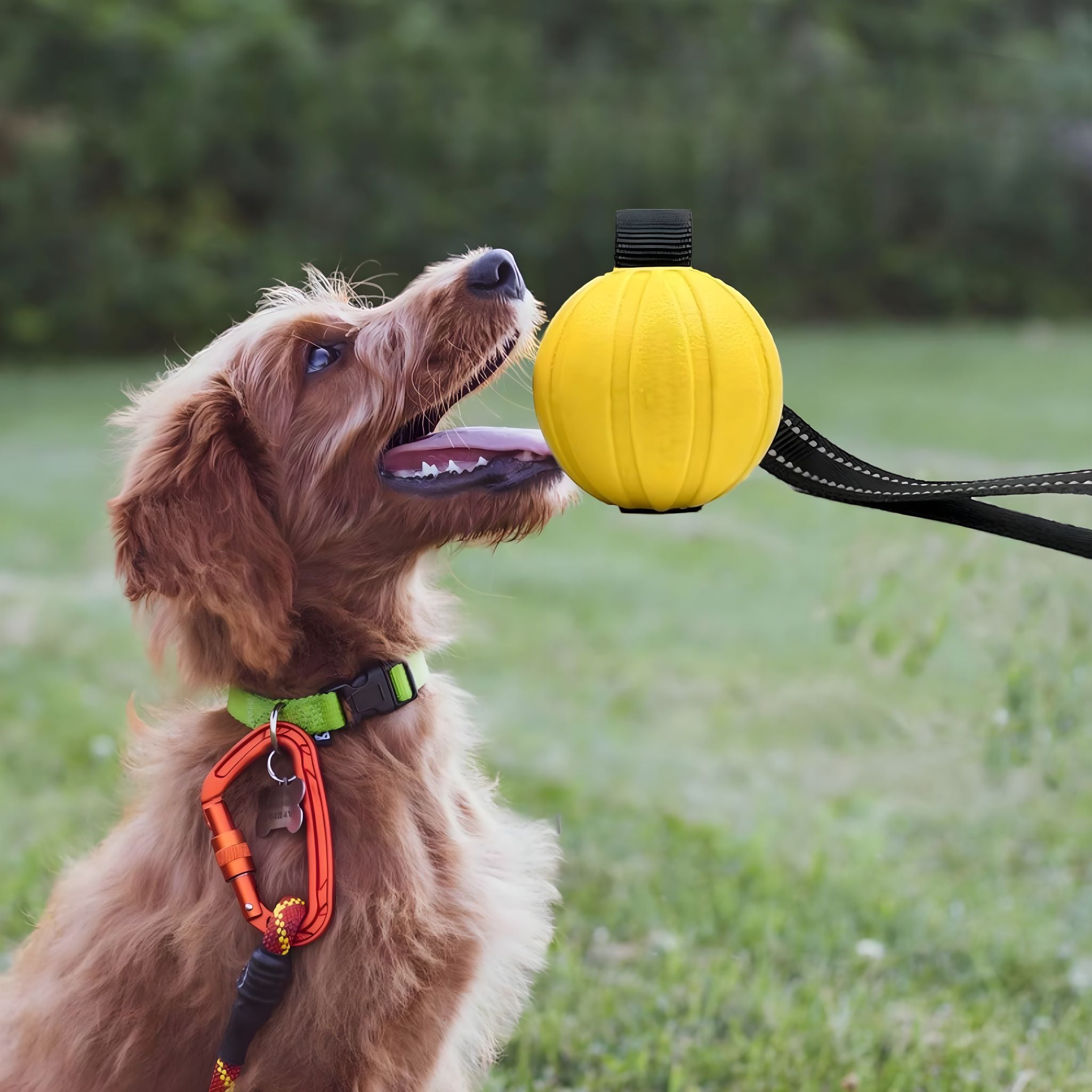 Tug of War Toy Dog Toy Luxe Pet Store 