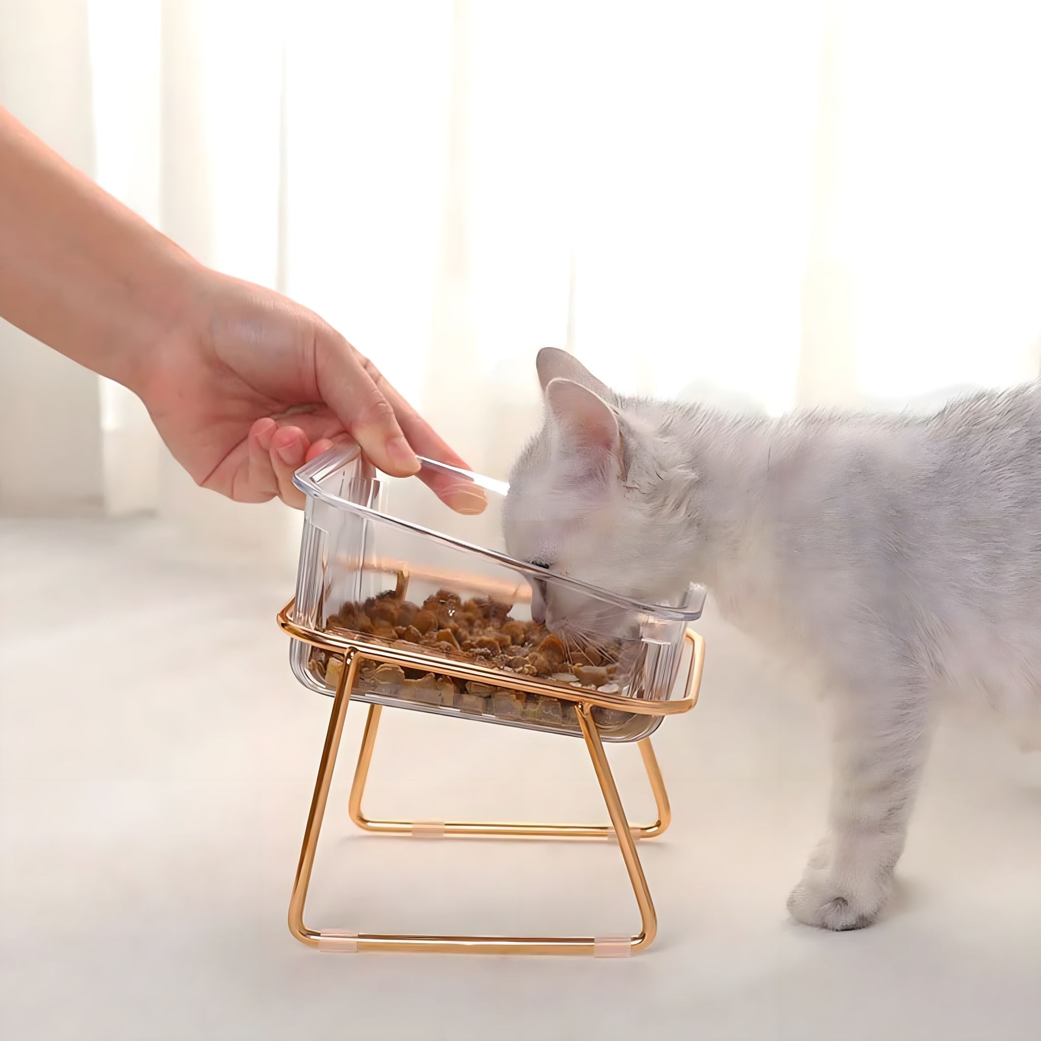 Elevated Delight Pet Bowl