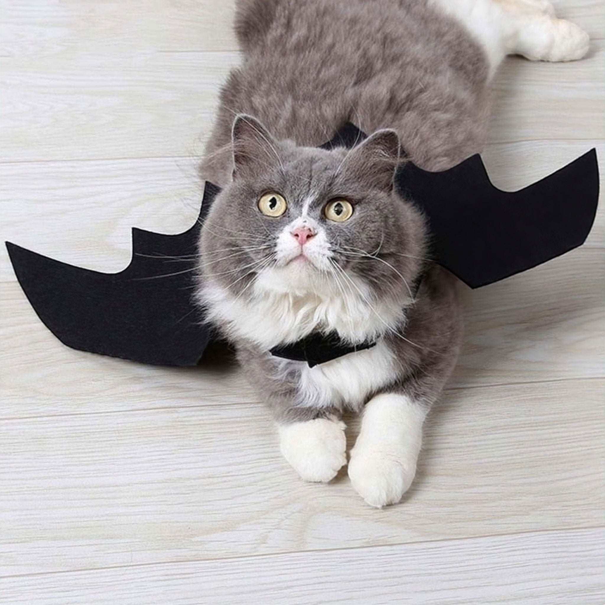 Bat Wing Boo Pet Costume Cat Clothing Luxe Pet Store Black 