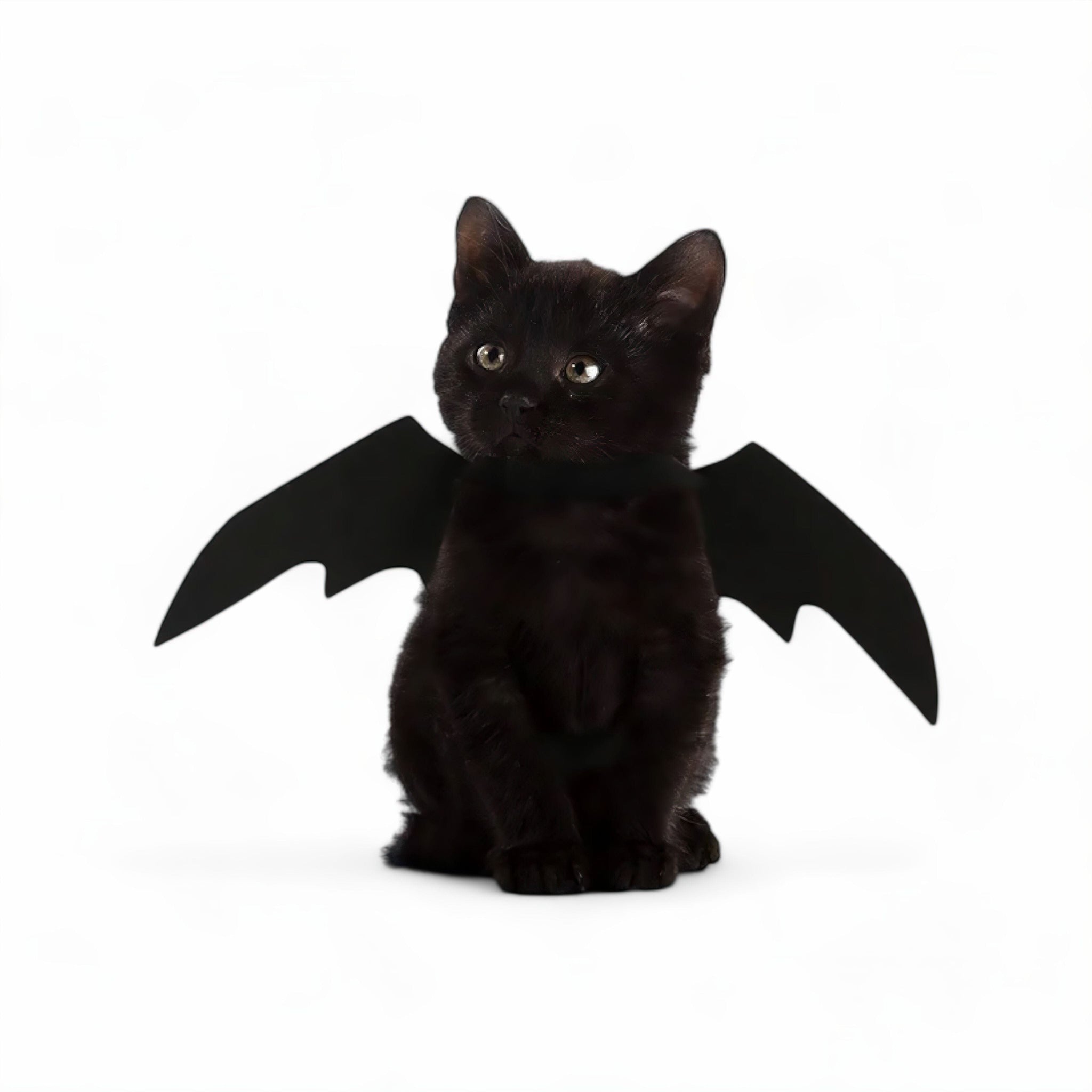 Bat Wing Boo Pet Costume Cat Clothing Luxe Pet Store 