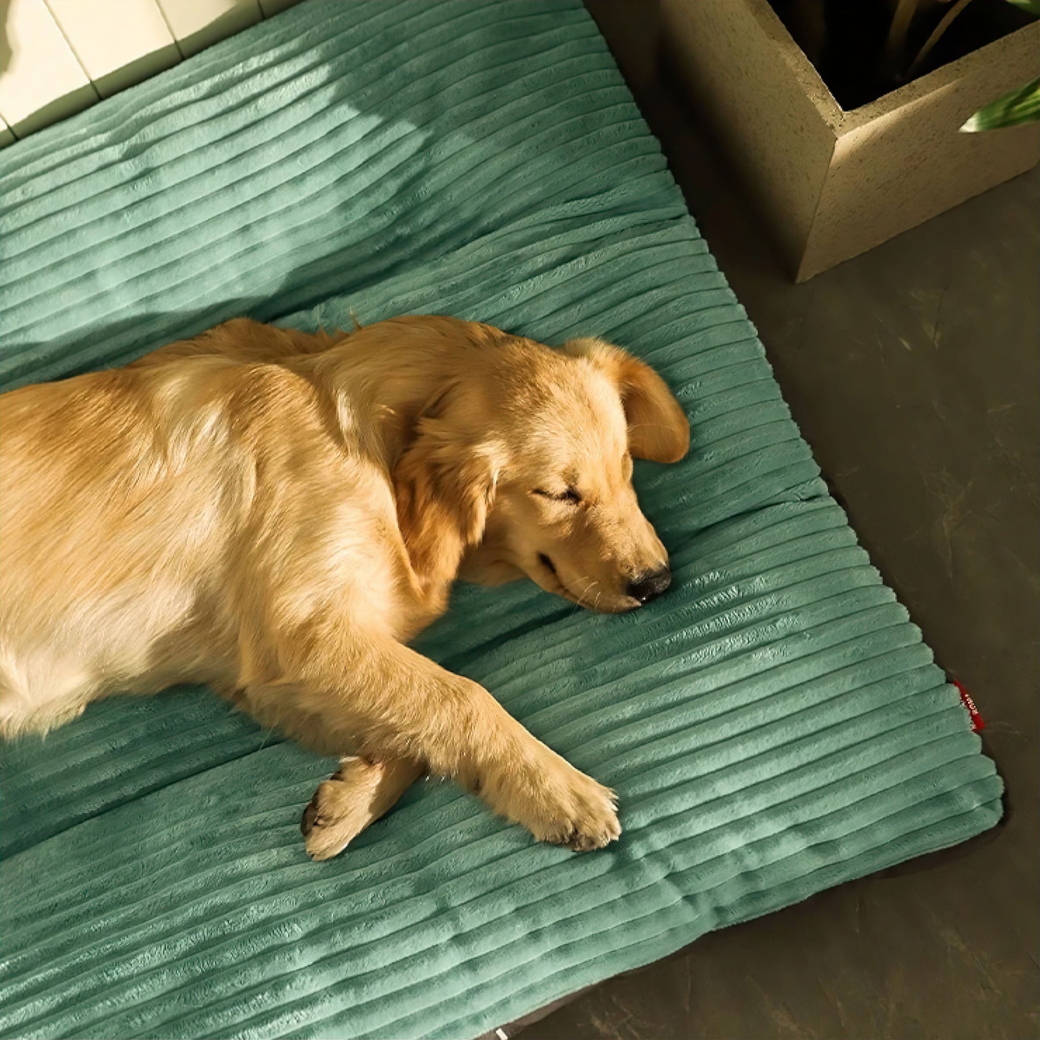 Big Paws Comfort Bed Sleeping Bed Luxe Pet Store 