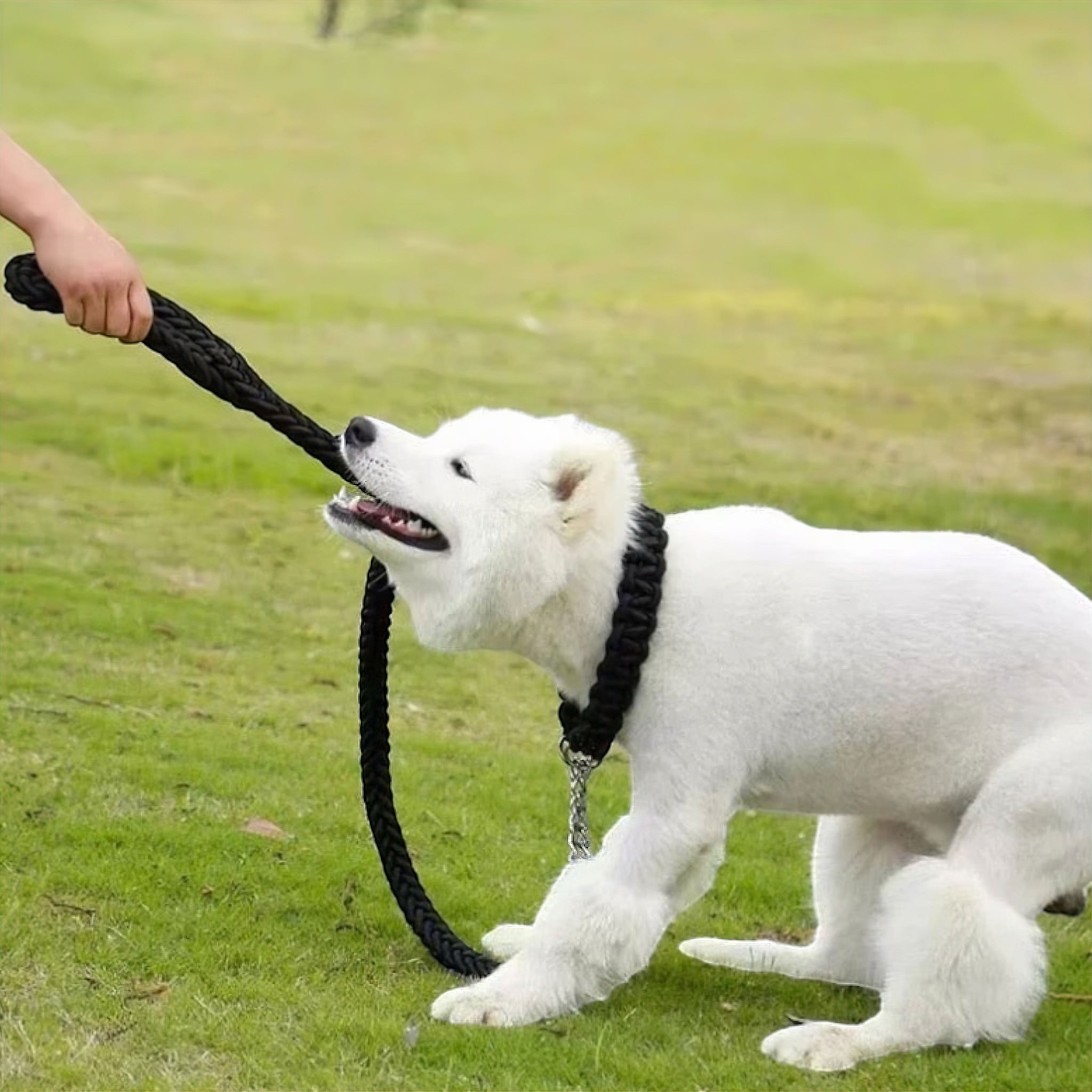 Peak Paws Adventure Leash