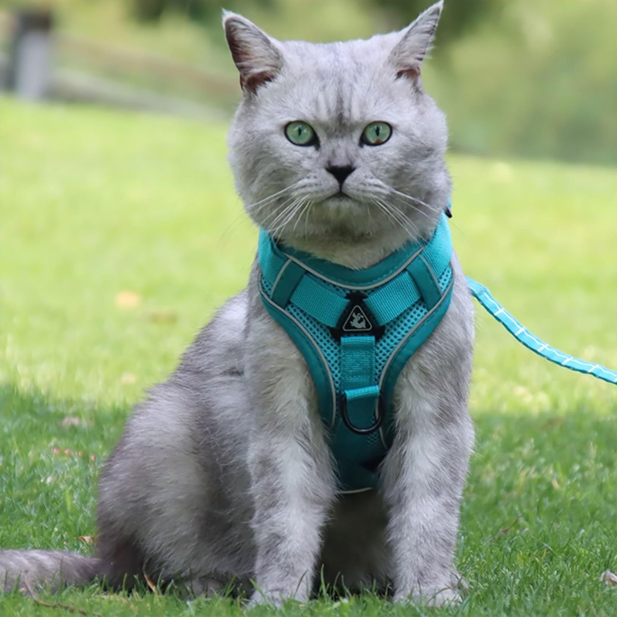 Reflective Comfort Cat Harness Collar Luxe Pet Store 