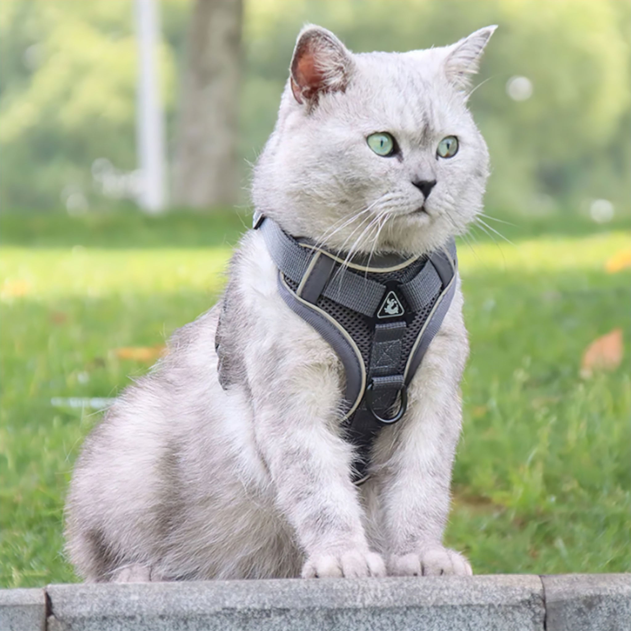 Reflective Comfort Cat Harness Collar Luxe Pet Store 