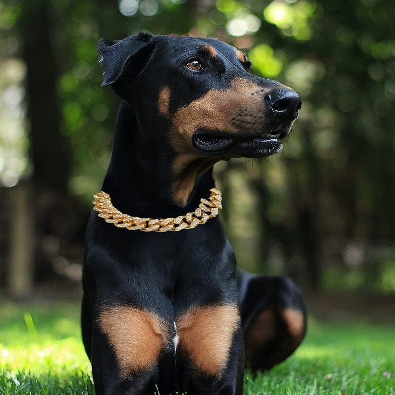 Luxury Dog Collar Dog Collar USAdrop 