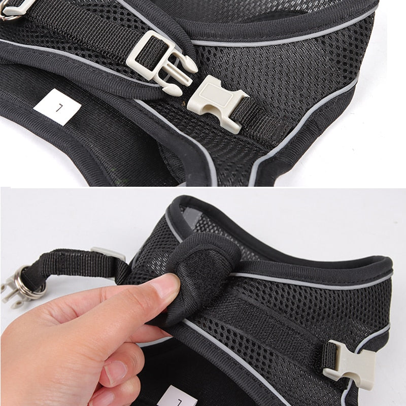 Pet Venture Harness & Leash