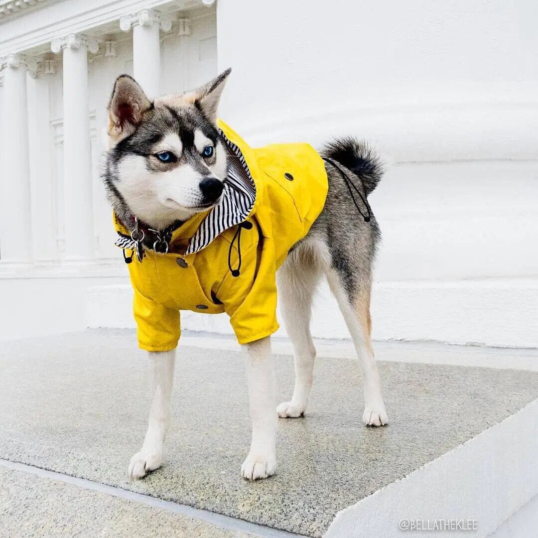 Trendy Raincoat Dog Clothing USAdrop 