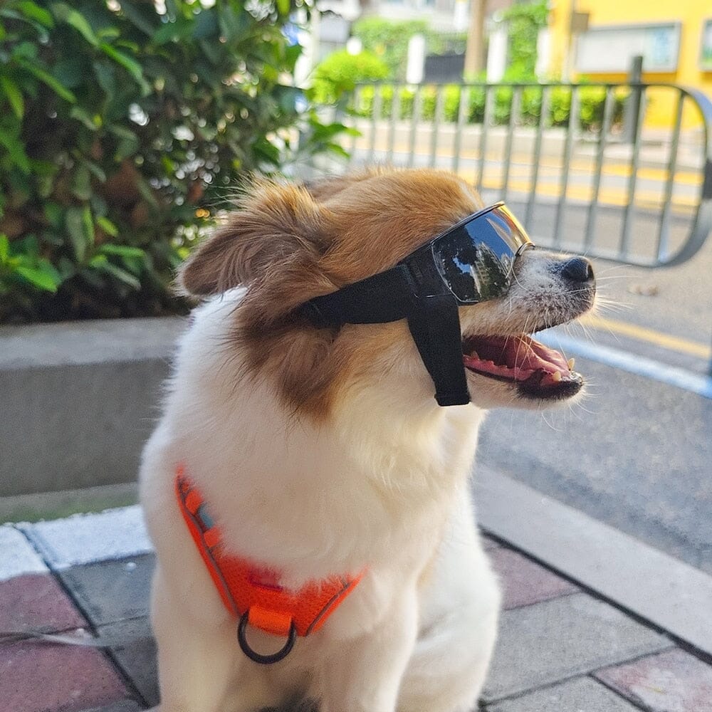 Trendy Pet Sunglasses Sunglasses USAdrop 