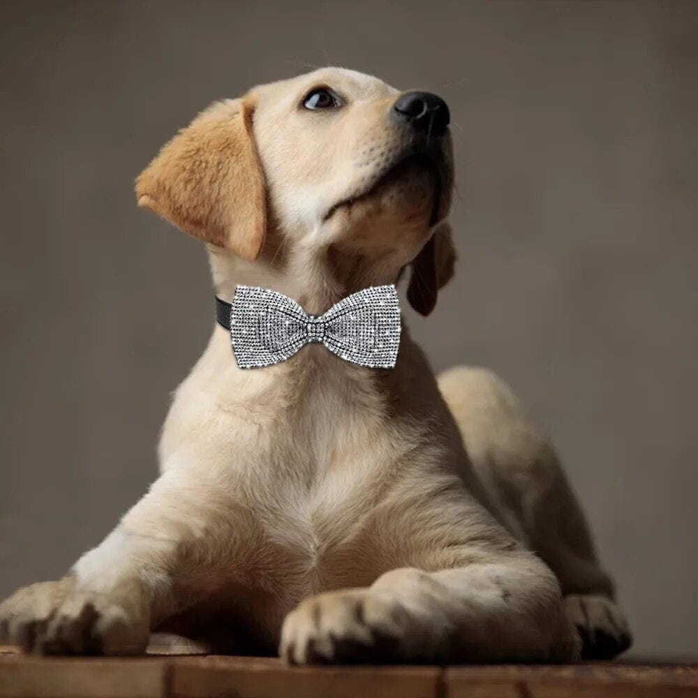 Exquisite Dog Collar Bow Collar USAdrop 