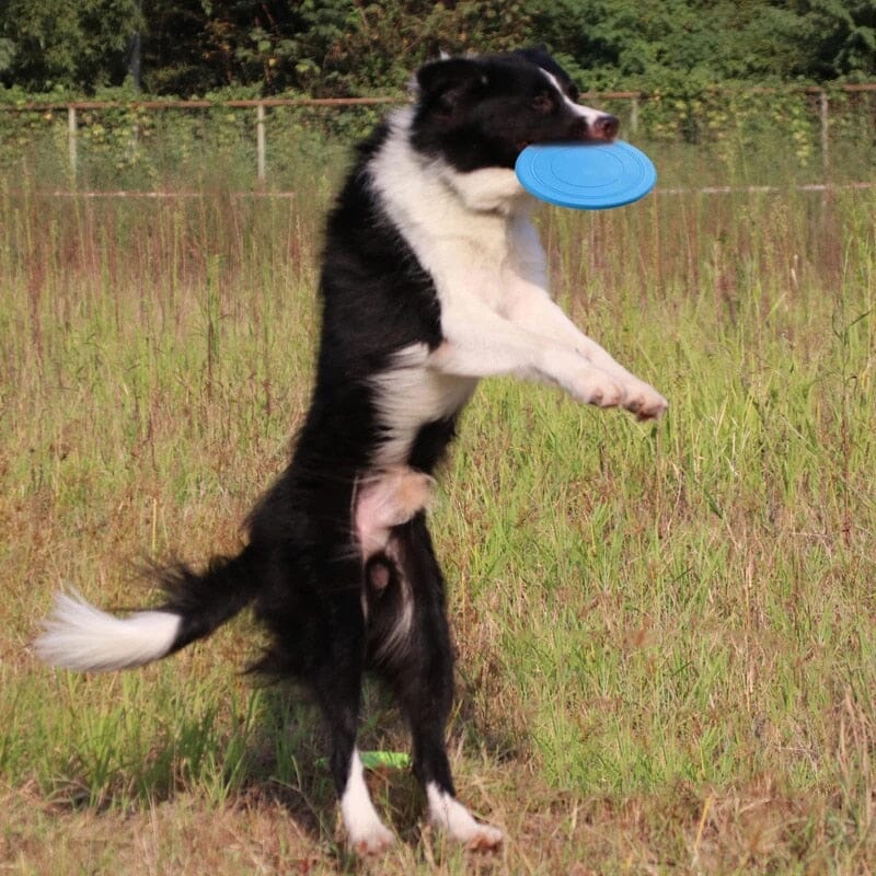 Playmate Flying Disc Dog Toy USAdrop 