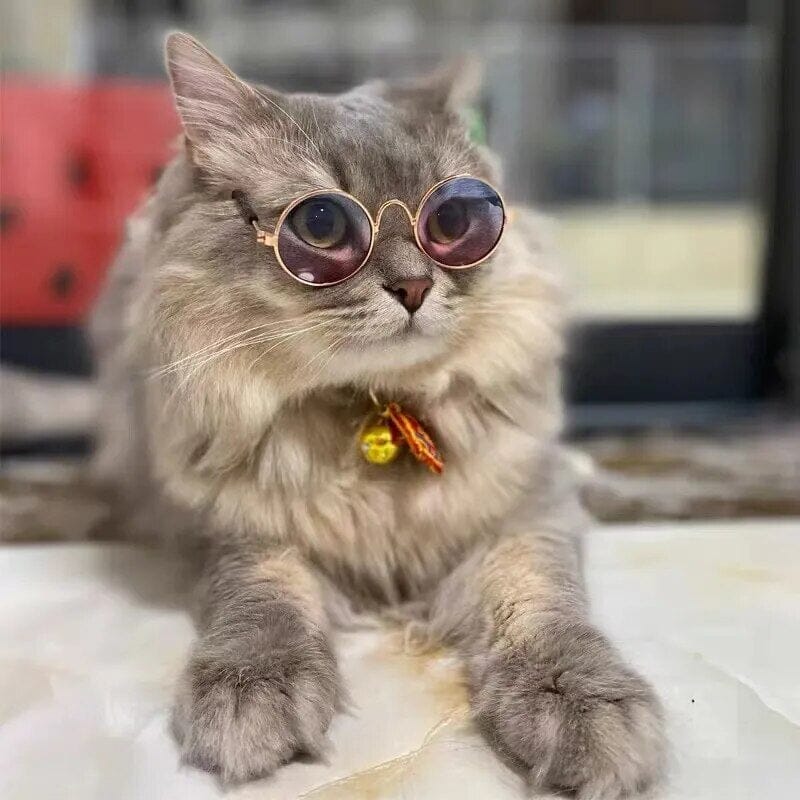 Cool Pet Glasses Sunglasses USAdrop 